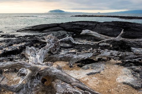 Dead trees on the beach