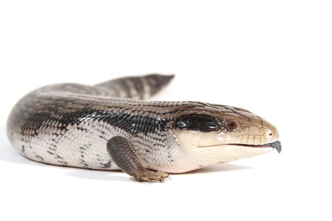 Eastern Blue-tongued Lizard (Tiliqua scincoides scincoides)