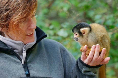 Bolivian Squirrel Monkey (Saimiri boliviensis) sitting on a woman's hand