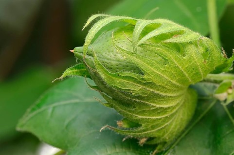 Levant Cotton (Gossypium herbaceum)