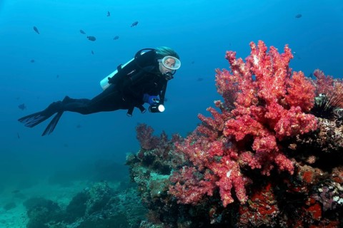 Diver looking at Carnation Corals (Dendronephthya klunzingeri) on a reef