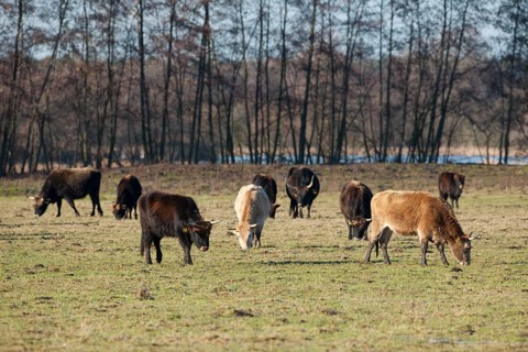 Heck cattle