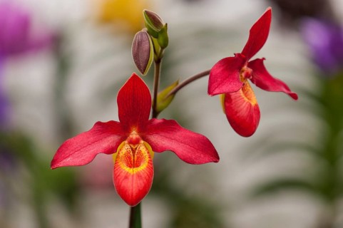 Flower of an orchid