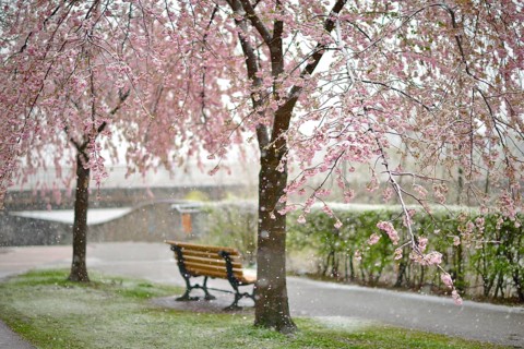 Blossoming Cherry tree (Prunus x subhirtella) during snowfall
