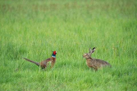 Common Pheasant (Phasianus colchicus) encountering a European Hare or Brown Hare (Lepus europaeus)
