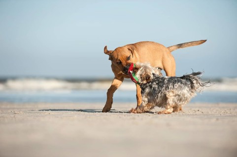 A Yorkshire Terrier and a mixed breed puppy playing on the beach