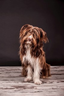 Sitting brown mixed-breed dog