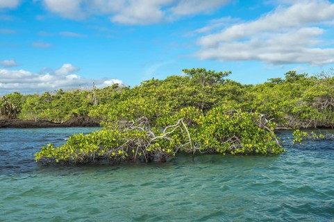 Red Mangrove (Rhizophora mangle)