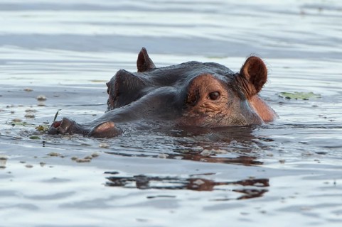 Hippopotamus (Hippopotamus amphibius)