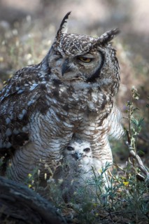 Spotted Eagle-Owl (Bubo africanus) with chick