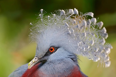 Victoria Crowned Pigeon (Goura victoria)