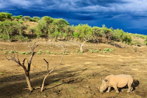 White Rhinoceros or Square-lipped Rhinoceros (Ceratotherium simum)