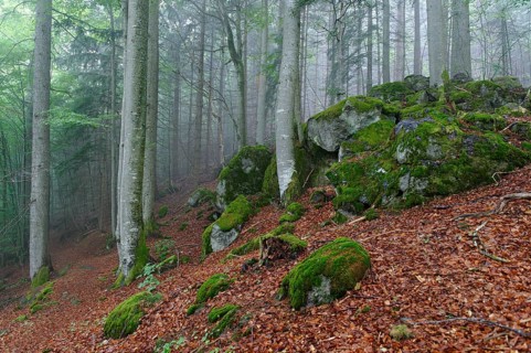 Misty forest