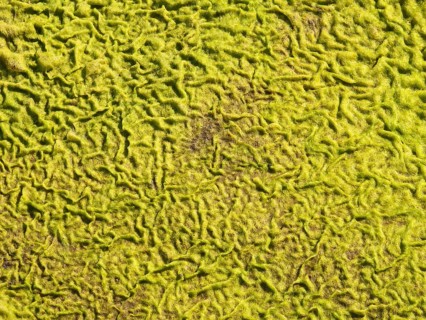 Patterns in a carpet of moss at the edge of the Olifants River