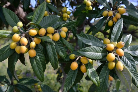 Loquat or Japanese Medlar (Eriobotrya japonica)