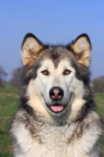 Alaskan Malamute