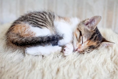 Sleeping kitten