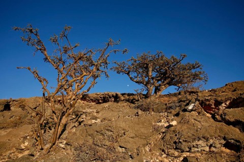 Frankincense Tree (Boswellia sacra)