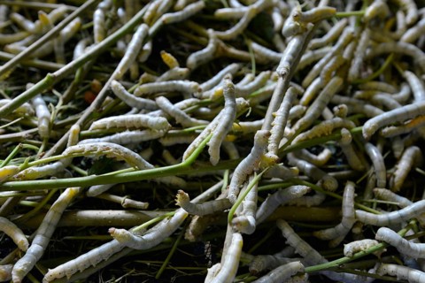 Silkworms (Bombyx mori) feeding on mulberry leaves