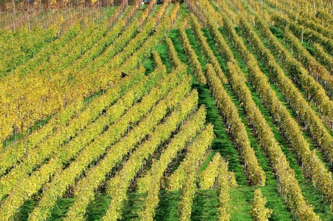 Vineyard in autumn