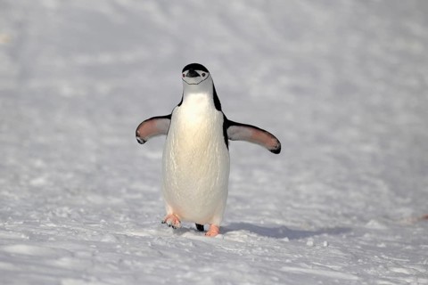 Chinstrap Penguin (Pygoscelis antarctica)