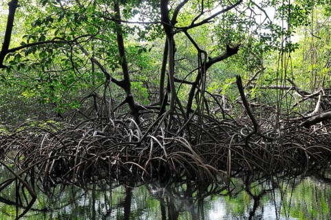 Mangroves near Isla Pedro Pelada