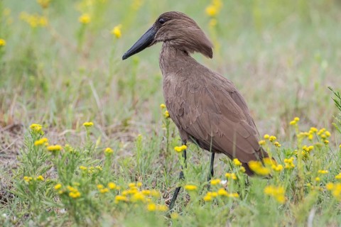 Hamerkop (Scopus umbretta)