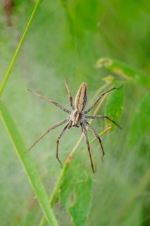 Nursery Web Spider (Pisaura mirabilis)