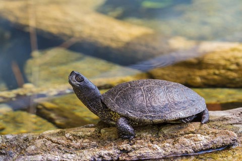 European Pond Turtle (Emys orbicularis)