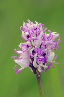 Monkey orchid (Orchis simia)
