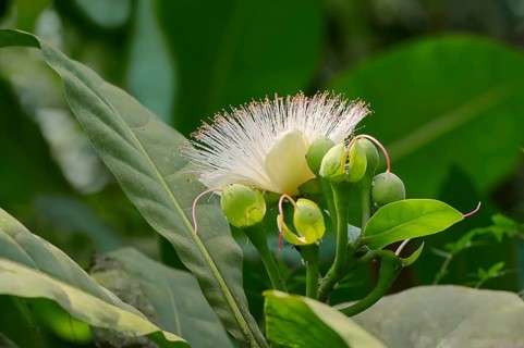 Sea Putat or Fish Poison Tree (Barringtonia asiatica)