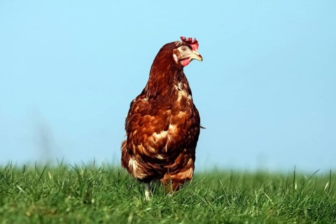 Domestic chicken