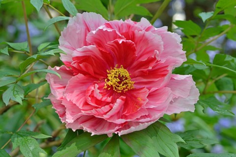 Tree Peony (Paeonia suffruticosa 'Shima-Nishiki')