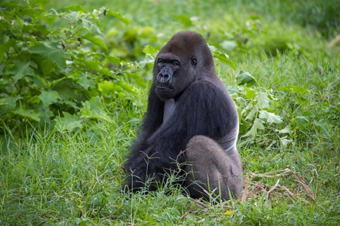 Western Lowland Gorilla (Gorilla gorilla gorilla) in reintroduction enclosure
