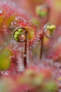 Sundew (Drosera rotundifolia)
