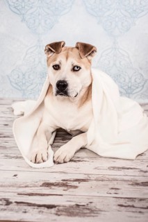 Akita or Akita Inu mix