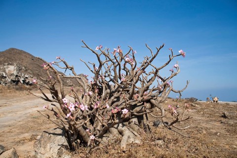 Desert Rose (Adenium obesum)
