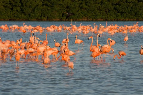 American flamingos (Phoenicopterus ruber)