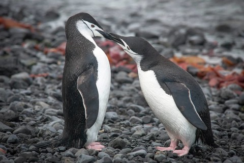 Chinstrap Penguins (Pygoscelis antarcticus)