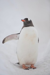 Gentoo Penguin (Pygoscelis papua)