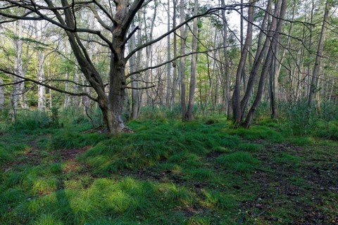Unspoilt Darsswald forest