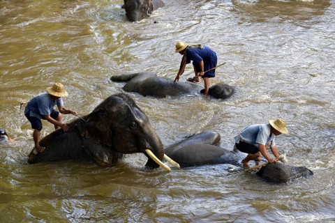 Mahouts bathing their Asian or Asiatic Elephants (Elephas maximus) in the Mae Tang River