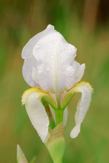 Medium Tall Bearded Iris (Iris barbata-media hybride)