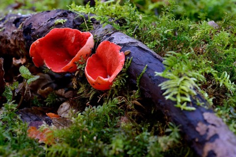 Scarlet Elf Cup