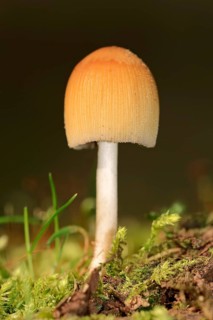 Mica Cap or Glistening Ink-cap (Coprinus micaceus)