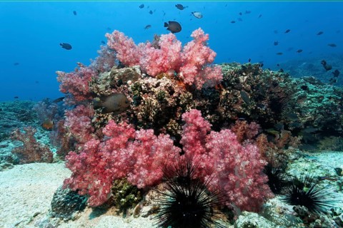 Coral reef with red Carnation Corals (Dendronephthya klunzingeri) and sea urchins (Diadematidae)