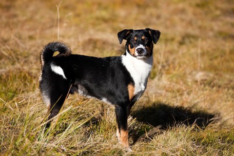 Appenzeller Sennenhund