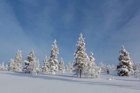 Snowy fir forest