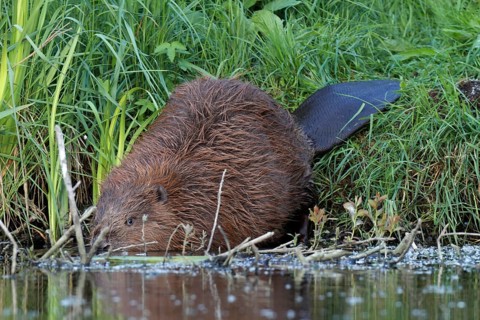 European Beaver (Castor fiber)
