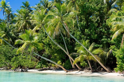 Lagoon with a sandy beach and palm trees